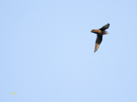 Chimney Swift 4844
